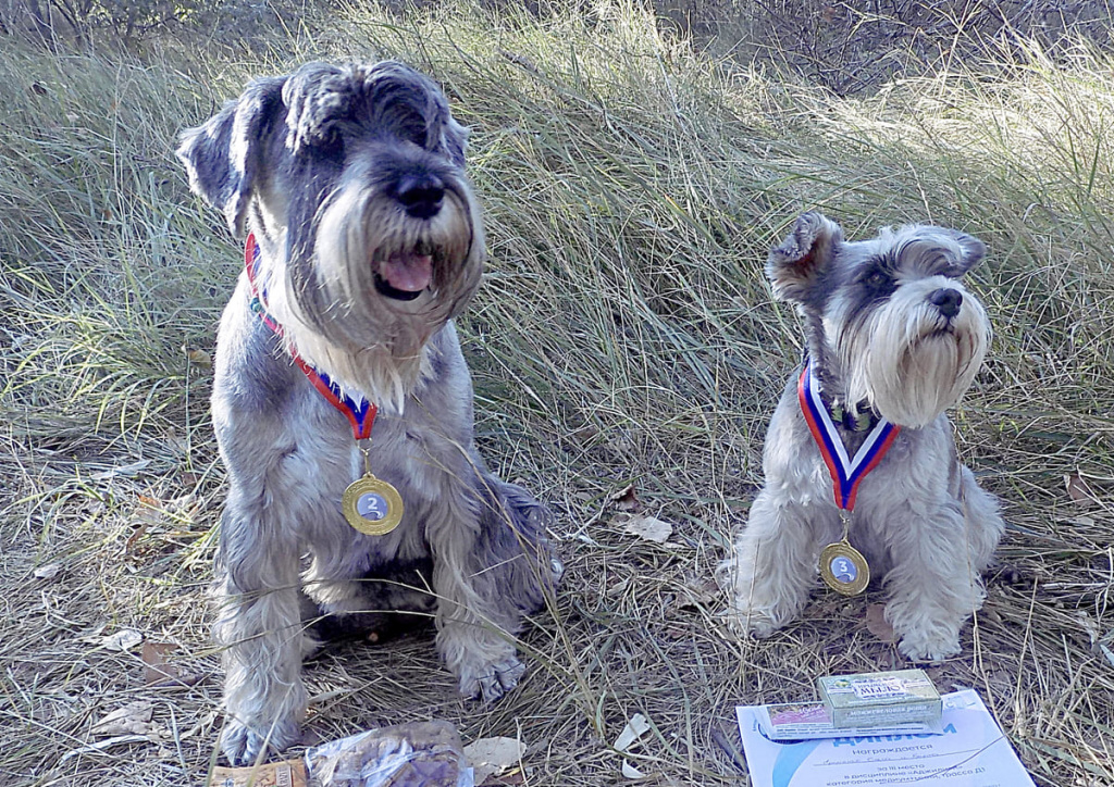 Ольга ЕРЕМЕНКО: «Это мои собаки – Марта и Берта. Я серьезно занимаюсь с ними спортом. Они много знают и умеют. Мы много путешествуем, в том числе и на соревнования».
