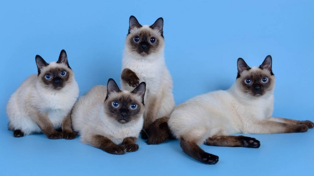 Кошки-крошки Кошки-крошки