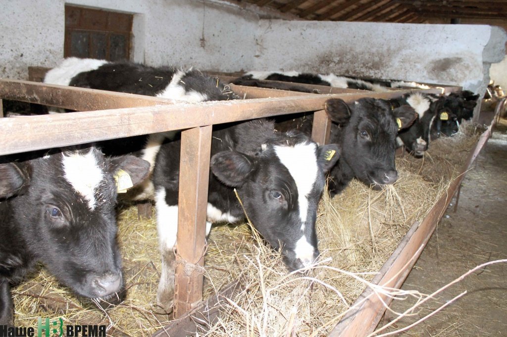 Нетели черно-пестрой породы – будущие буренки-рекордистки.
