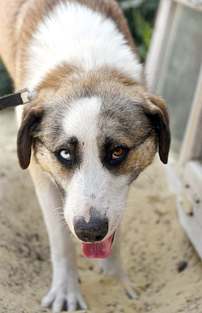 ПЛАТОН. Красивейший пес с разными глазами и добрым сердцем. Ласковый, контактный и умный. Хорошо знает поводок. Этот замечательный парень достоин ответственной семьи и счастливой жизни. 