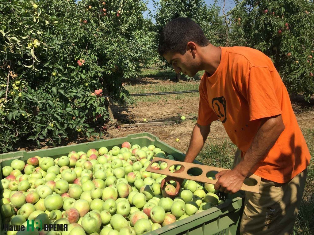 Мастер проекта «Гигант» Артур Шахбазян: «Наши яблоки отправляют даже в космос».
