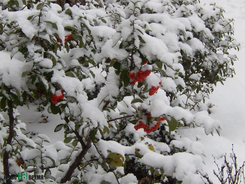 «Окошком снегири греют куст рябиновый, наливные ягоды рдеют на снегу…» 