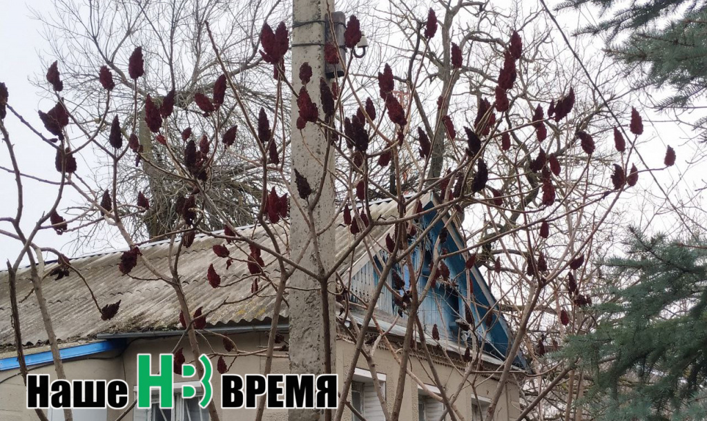 Свечное дерево. Свечное дерево.jpg