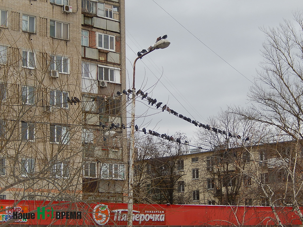 Санкционированный митинг. Санкционированный митинг.