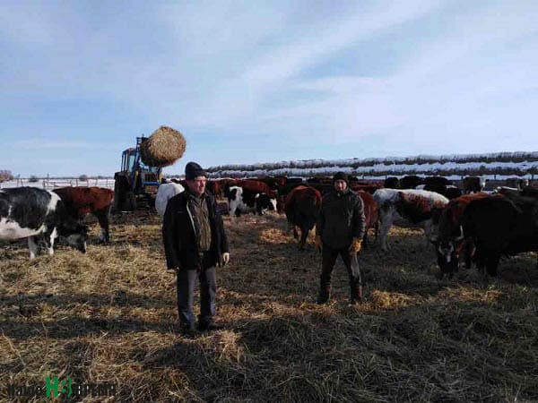 В Зимовниковском районе племенные нетели, купленные в кредит, взятый в Россельхозбанке, могут по весне пойти под нож. Фото из архива семьи Пашаевых.