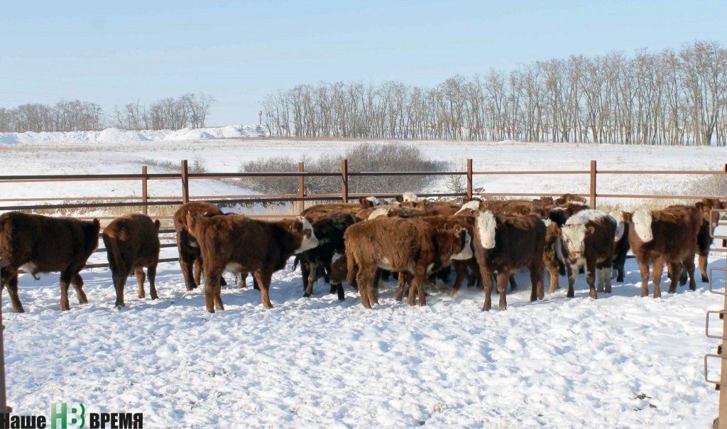 Калмыцкой и казахской белоголовой породе ни мороз не страшен, ни жара.