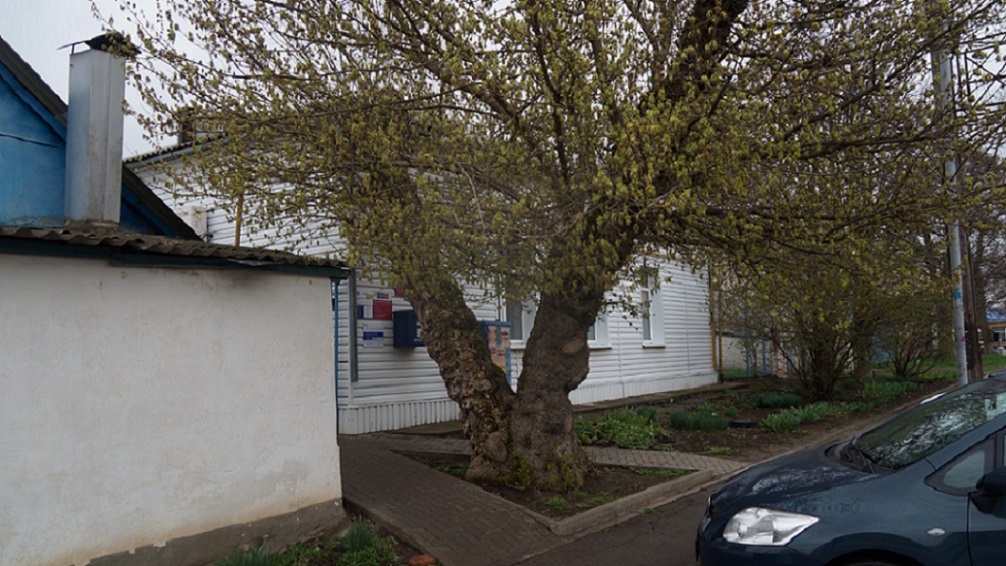 Этот старый клен помнит всю богатую историю Егорлыкской...