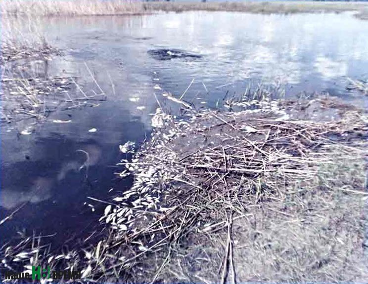 Этот снимок сделан на мелководье (после того, как ушла большая вода), куда зашли на нерест рыба и прошлогодняя молодь