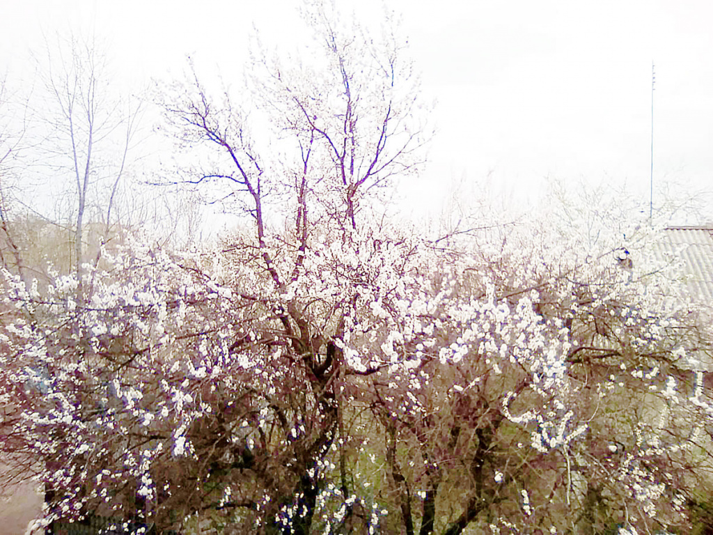 Елена ДАВЫДОВА продолжает тему нашей прошлой недели и делится фотографией первых цветущих жердел.