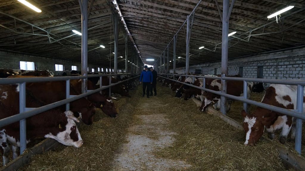 Реконструированная, а практически заново отстроенная молочно-товарная ферма в хуторе Терновском ничем не напоминает прежний классический коровник.