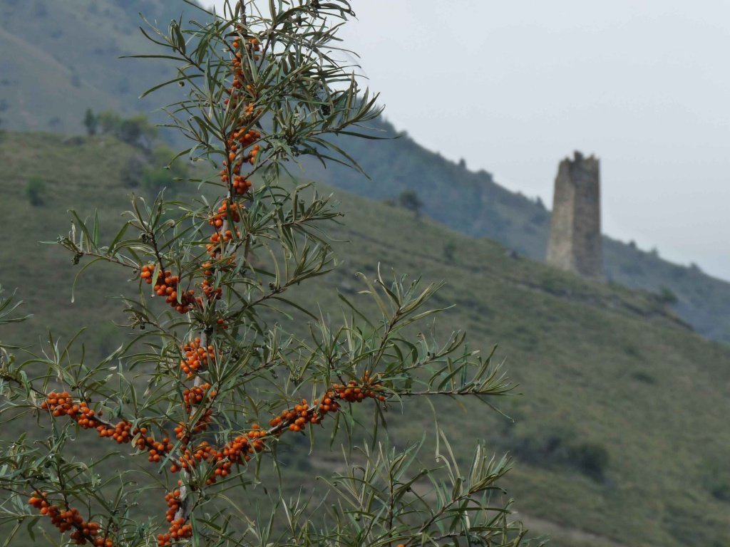 P1080042.jpg