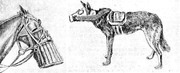 Противогазы обязаны были носить не только лошади, но и собаки. Противогазы образца 1925 года.