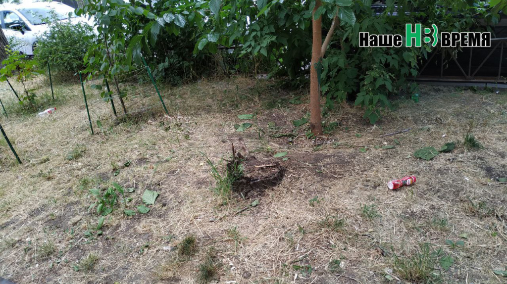 Поливать и подстригать 200 лет.jpg