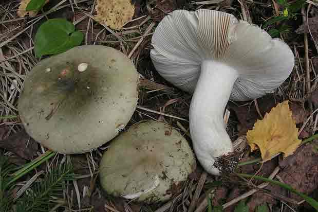 Число отравлений грибами местного сбора традиционно растет в осеннюю грибную пору. Нередко такие эксперименты над собой завершаются смертельным исходом 