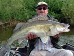 О таких судаках в Дону рыбакам придется вскоре забыть