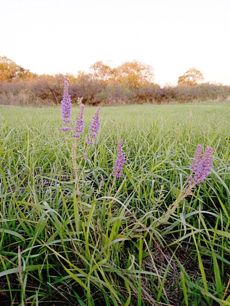 Ирина РОМАНОВСКАЯ: «Шалфей осени. Найдем цветы всегда и везде!». 