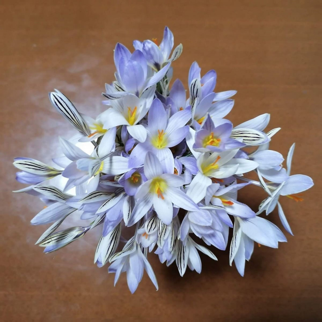 Максим СОЛОМОЩУК: «На мой взгляд, символ весны – это подснежники. Смотришь на них и понимаешь, что скоро все вокруг расцветет, будет ярким и ароматным».