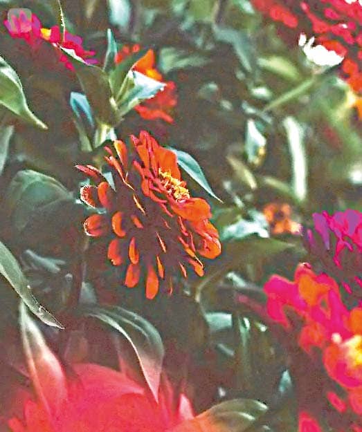 Олеся КУЗЬМИНА @ms.autumn_: «Осенние цветы как прощальный поцелуй, такой же яркий и грустный». Олеся КУЗЬМИНА @ms.autumn_: «Осенние цветы как прощальный поцелуй, такой же яркий и грустный».