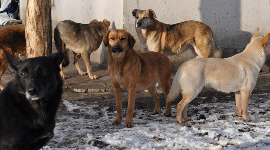 Куда донские жители могут обратиться по поводу бродячих собак 2.jpg