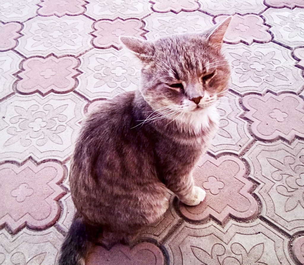 Елена ДАВЫДОВА: «Это наш умный котик Проша. Летом пришёл к нам и жил во дворе. Мы вместе с мамой и другими соседями все это время его кормили и заботились о нем. А с октября Проша обрел дом. Его приютила семья Гончаровых».