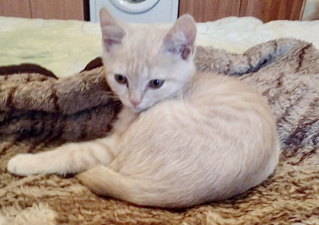 Ольга САПАЧ: «Проказник, но очень любвеобильный котёнок по имени Персик. Любит целовать нас и привлекать наше внимание, бегать, играть и охотиться».