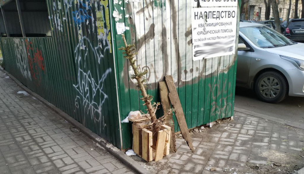 Срубили нашу елочку. Срубили нашу елочку.jpg