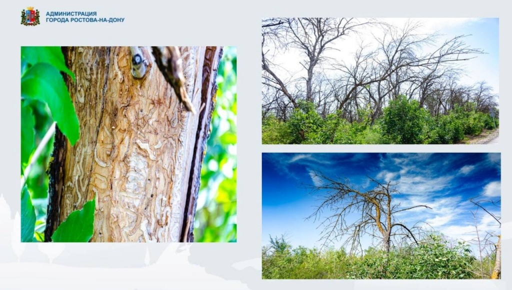 Ясень главная.jpg