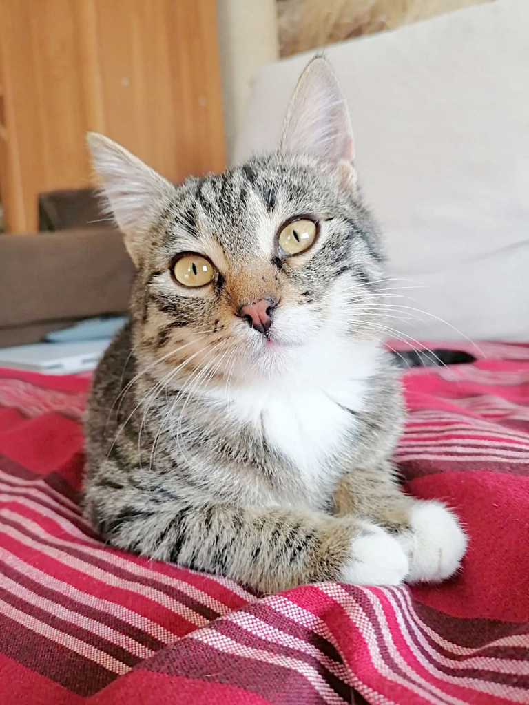 БАСЯ. Маленькой урчалке три с половиной месяца. Она очень ласковая, дружелюбная, контактная кошечка. Ходит в лоток. А посмотрите, какие у нее красивые и умные глаза.