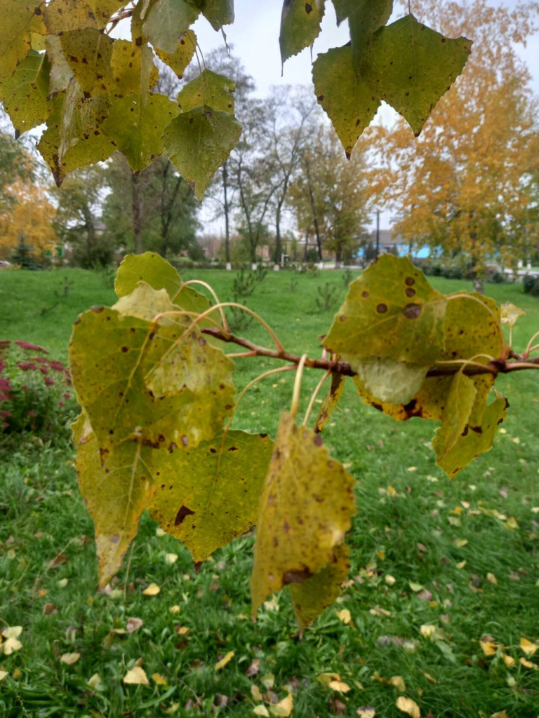 Оксана ГАРКУШИНА: «Желтые листья на фоне еще зеленой травы! Прекрасное сочетание». 