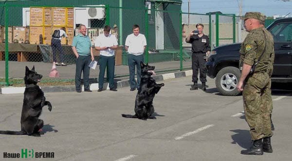 Служебные собаки-сестры синхронно сделали «зайку»...