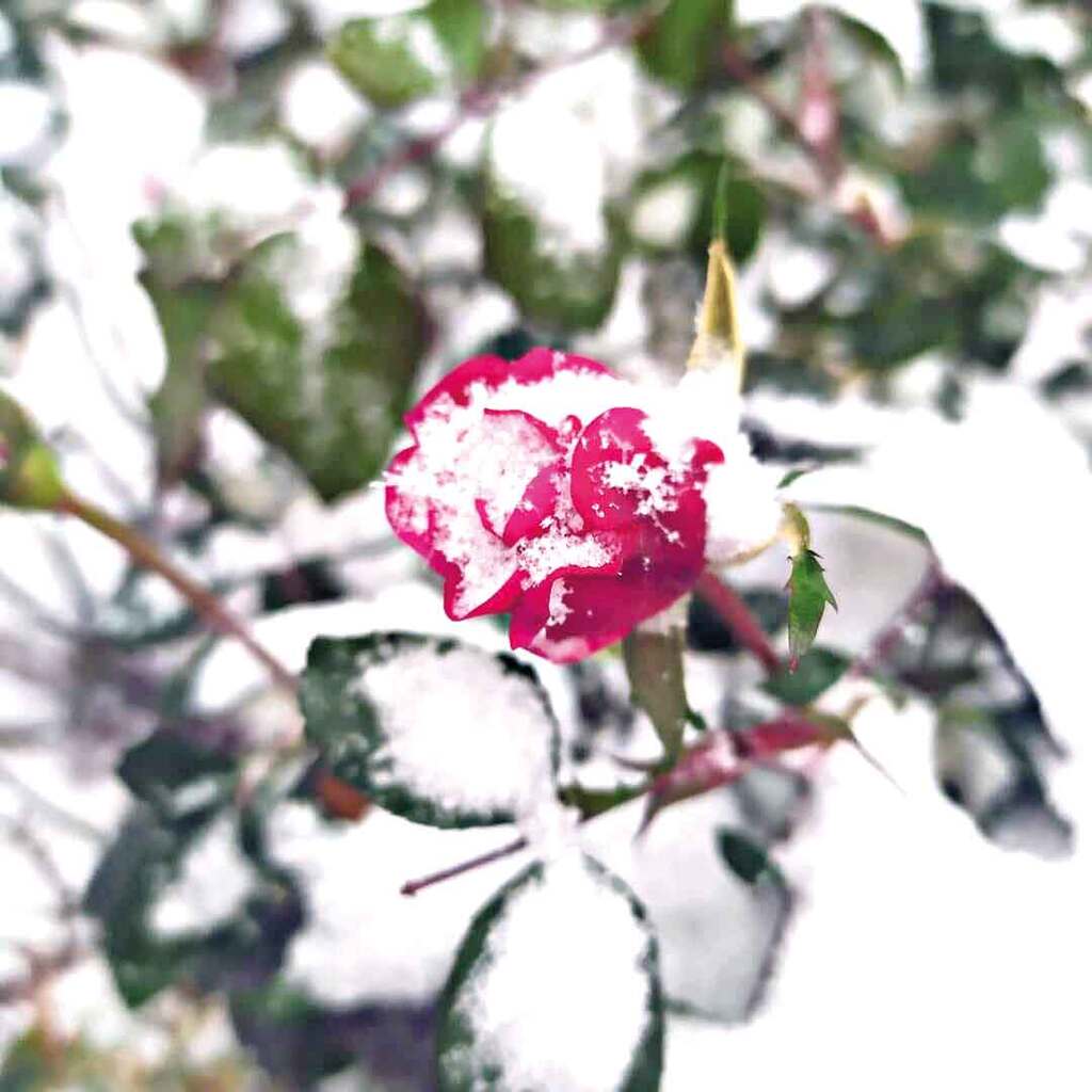 Фотография Оксаны Гаркушиной в проекте #КрасотанаДону стала метафорой происходящих изменений в природе: «А я майская роза, а я только с мороза…»