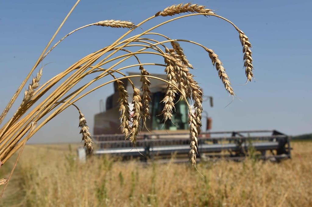 Годовой урожай зерновых культур на Дону вырос на 25 %, до 12,3 миллиона тонн.