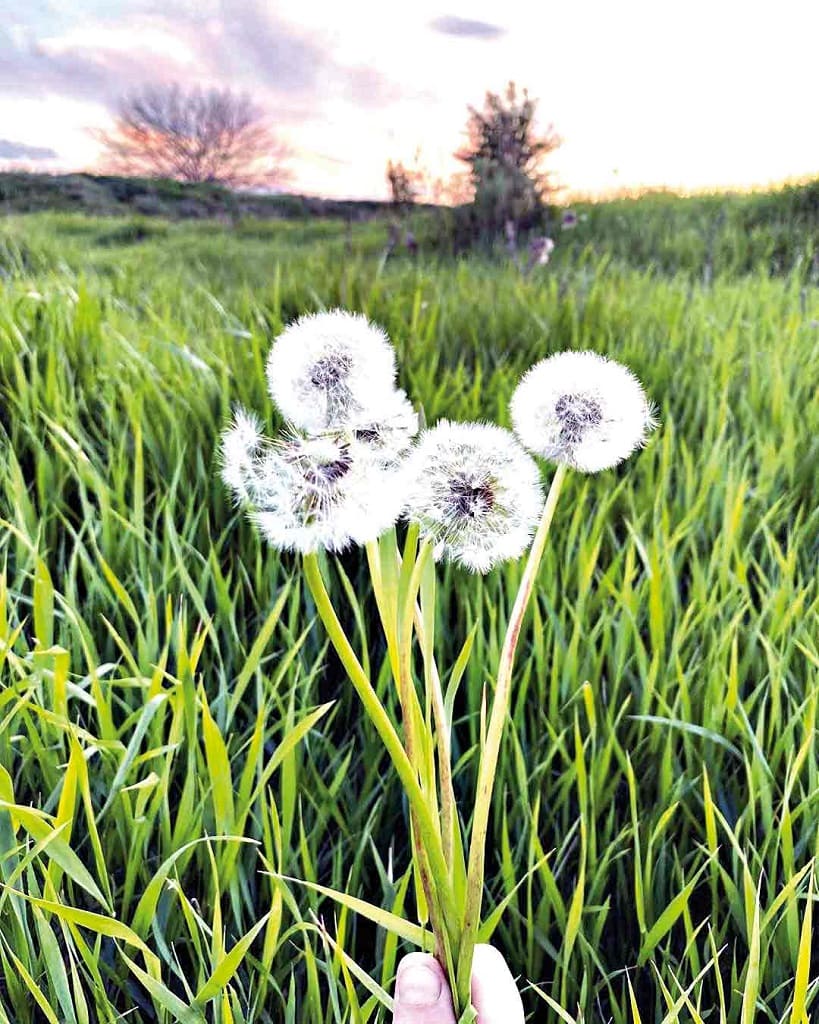 #КрасотанаДону. Автор – Михаил СУШКОВ, х. Ермилов, Константиновский район.