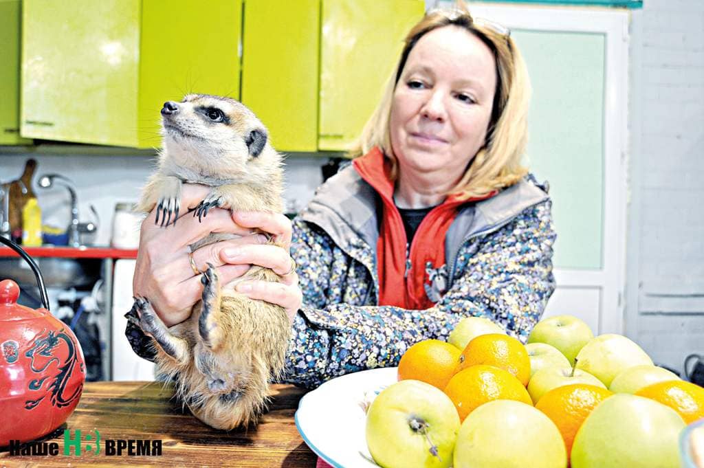 Наталья ЯЦЕНКО уже три года занимается реабилитацией енотов, от которых отказались люди.