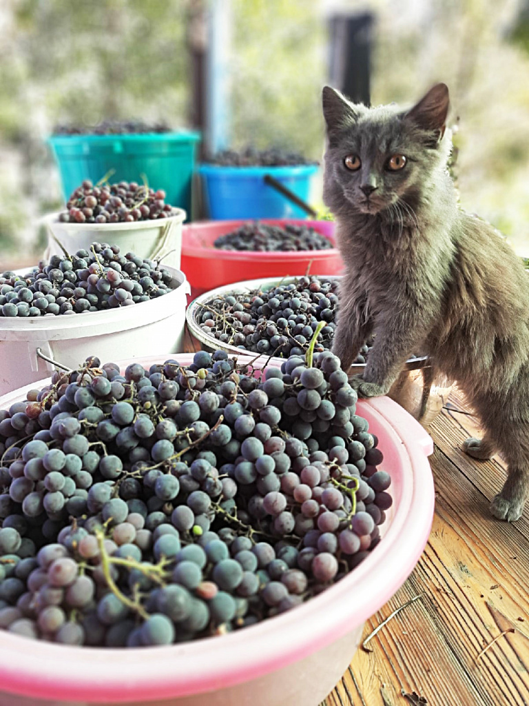 Елена ПАВЛОВСКАЯ: «Осенью мы по традиции собираем виноград у мамы. Жаль, что фотографии не передают одуряющего аромата этих спелых вкусных ягод!».