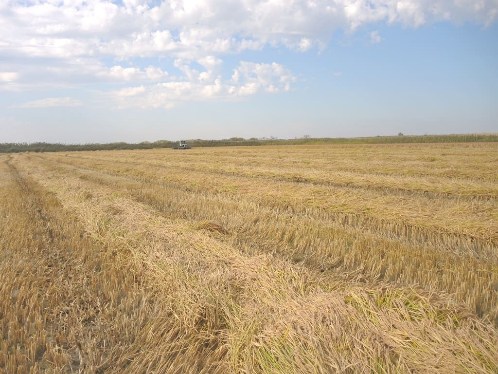 В 60-е годы прошлого века на Дону за счет орошения земель начали осваивать рисоводство. В 60-е годы прошлого века на Дону за счет орошения земель начали осваивать рисоводство.