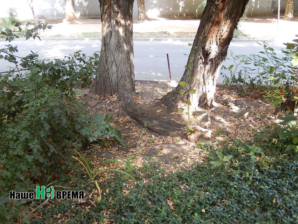 Но нельзя рябине к дубу перебраться.jpg