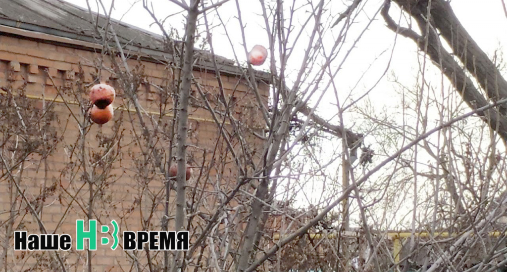 Яблоки на снгу.jpg Яблоки на снгу.jpg