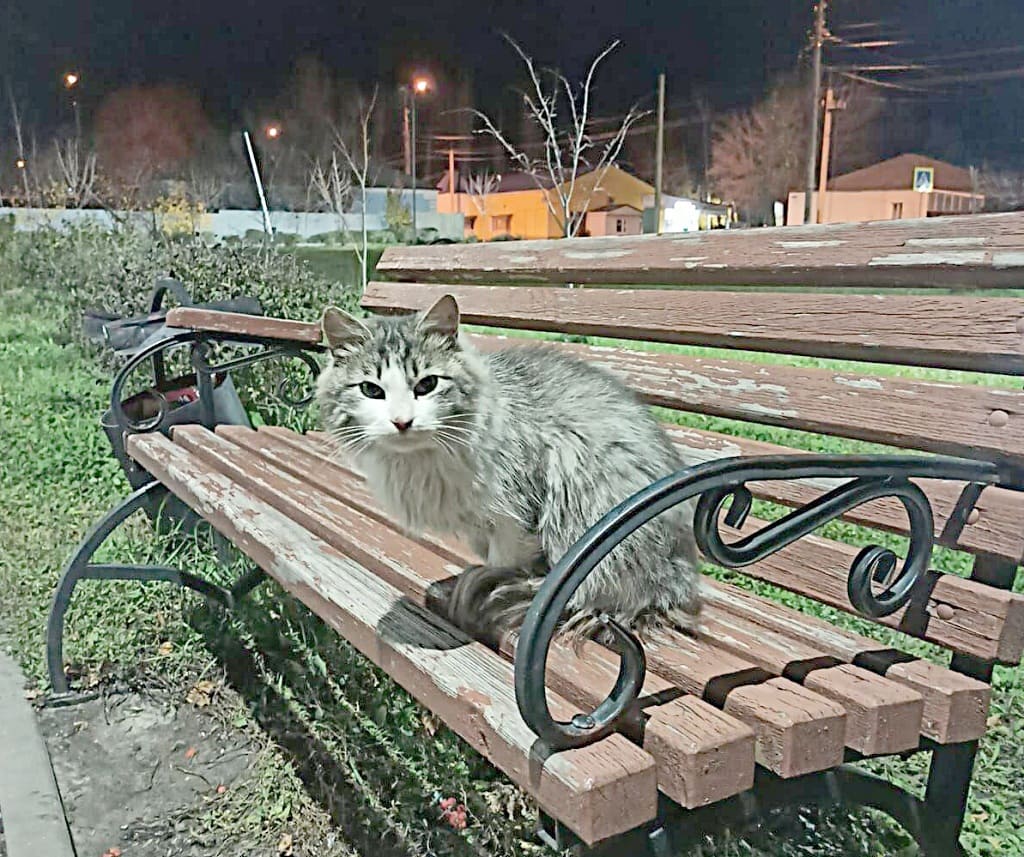 Оксана ГАРКУШИНА, сл. Криворожье (Миллеровский район): «Вот такой у нас во время вечерней прогулки нашелся новый друг. Наслаждается последними теплыми вечерами... Может, кому приглянется котик?»