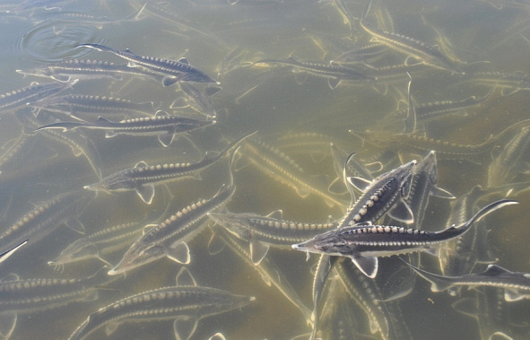 Источник фото: пресс-служба губернатора Ростовской области.