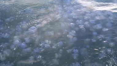 Медузы облюбовали Азовское море