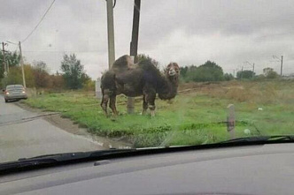 Укусивший батайчанина верблюд оказался нелегальным