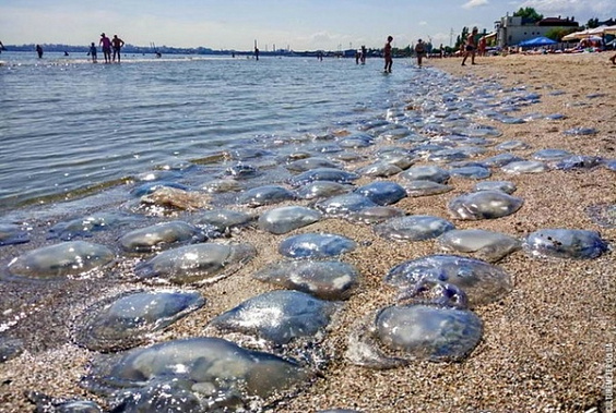 Деградация Азовского моря - катастрофа для биоресурсов