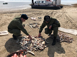 Донские пограничники с вертолета обнаружили браконьеров