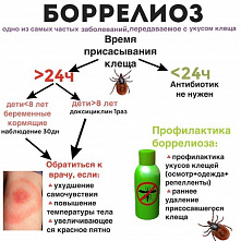 Клещи быстро набирают активность. На Дону зафиксирован первый в этом году случай боррелиоза