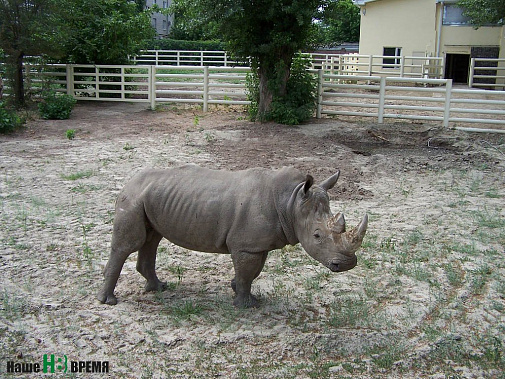 Первое лето носорог Теркель проводит в Ростовском зоопарке.