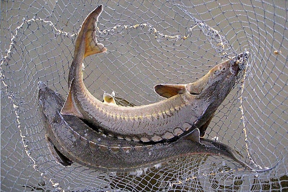 Фото областной пресс-службы Следкома.