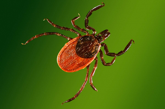 В Ростовской области активизировались клещи