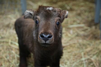 В Ростовском-на-Дону зоопарке выбирают имя такину мишми