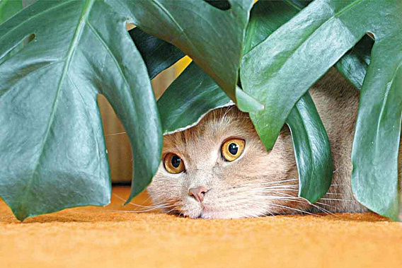 Фото с сайта: fun-cats.ru